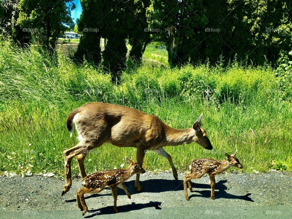Family Of Deer 