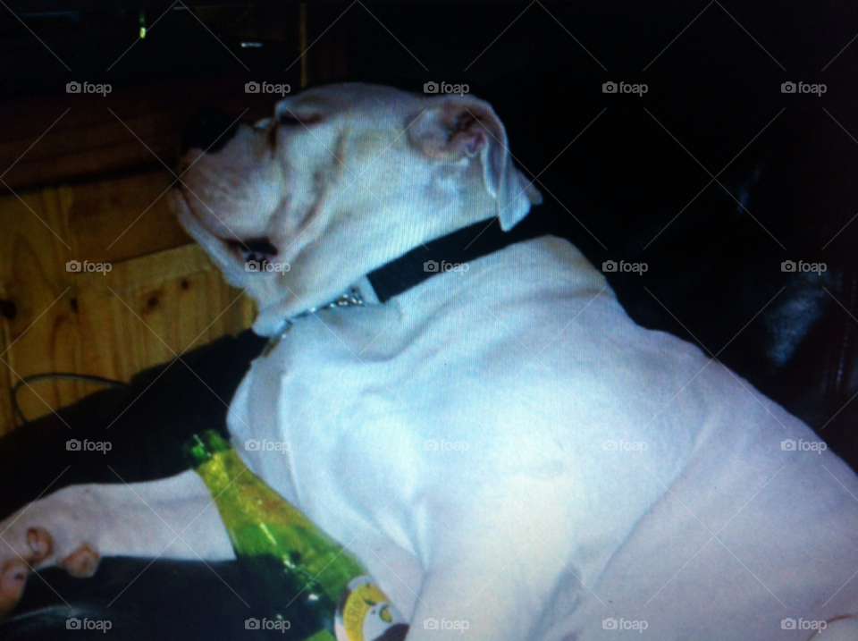 dog sleeping funny cider by somebodysson