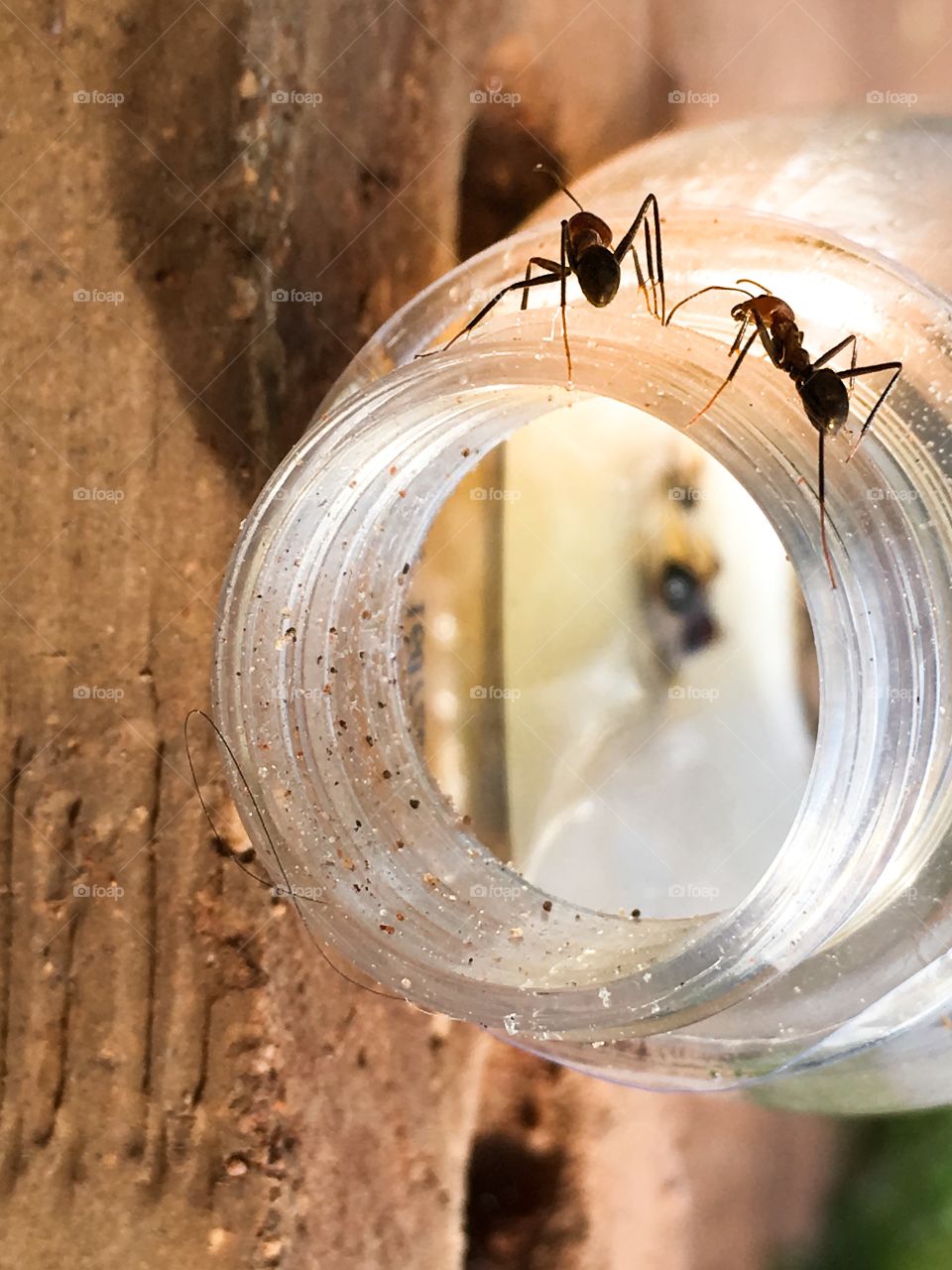 Two worker ants in outer rim of of glass jar, blurred view of dead ants at bottom of jar
