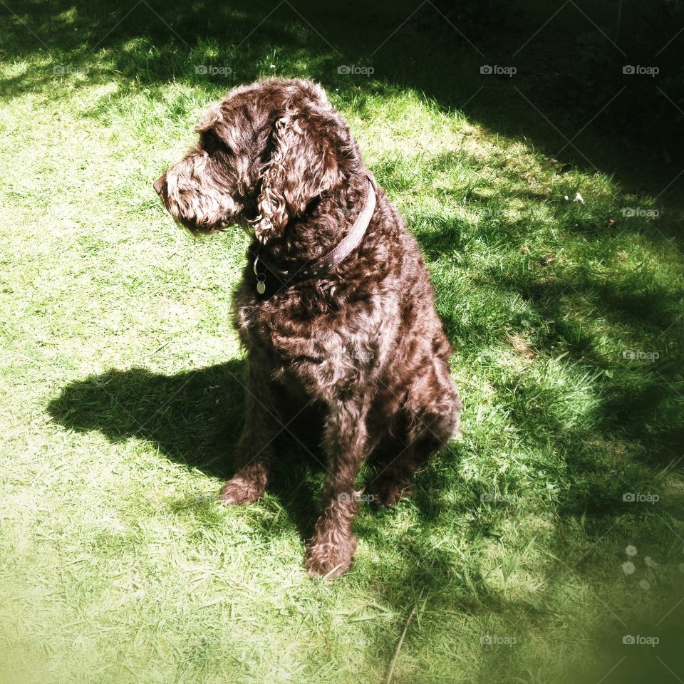 Dog, Mammal, Pet, Canine, Animal