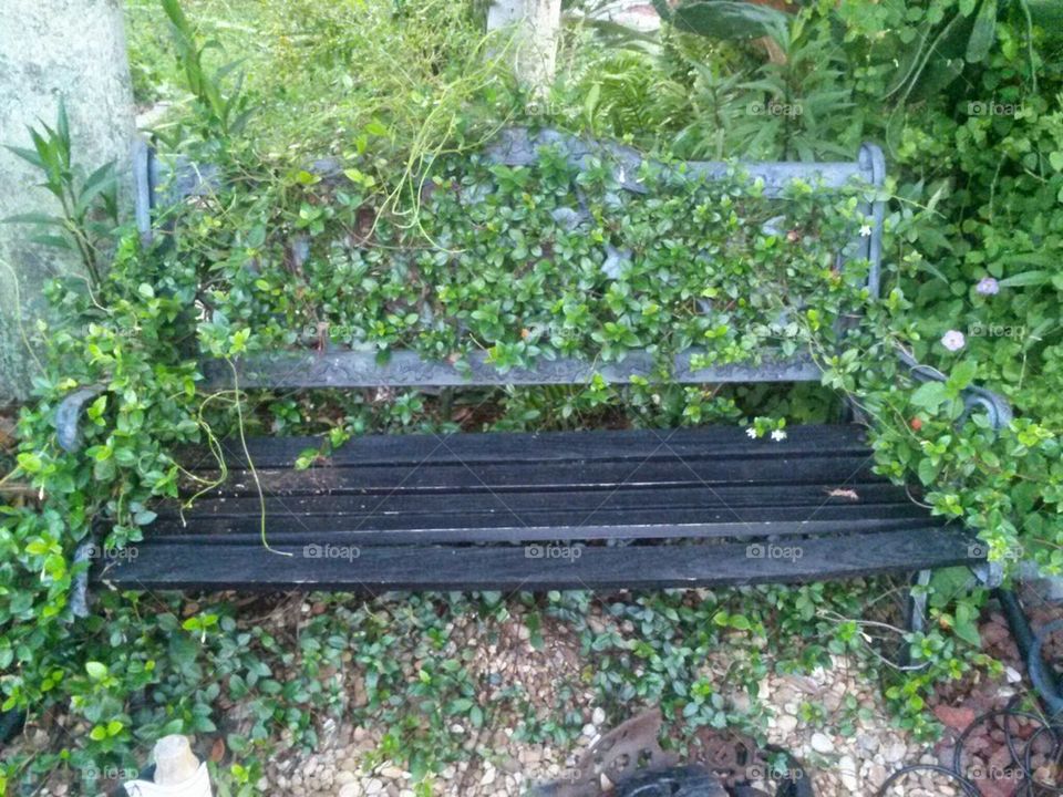 ivy bench