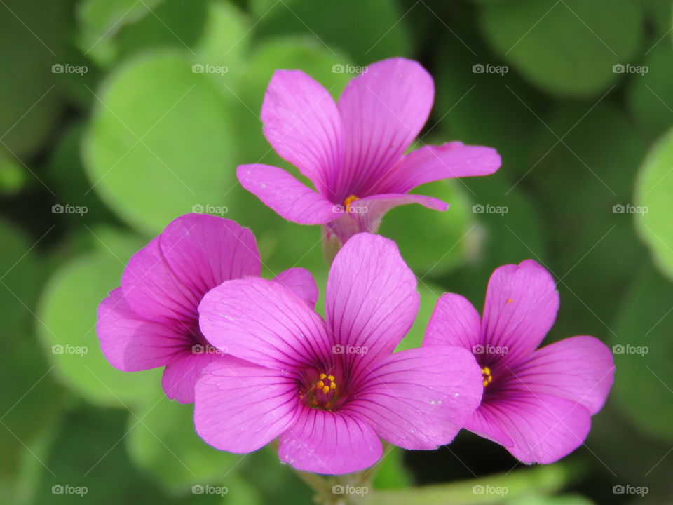 Purple flower