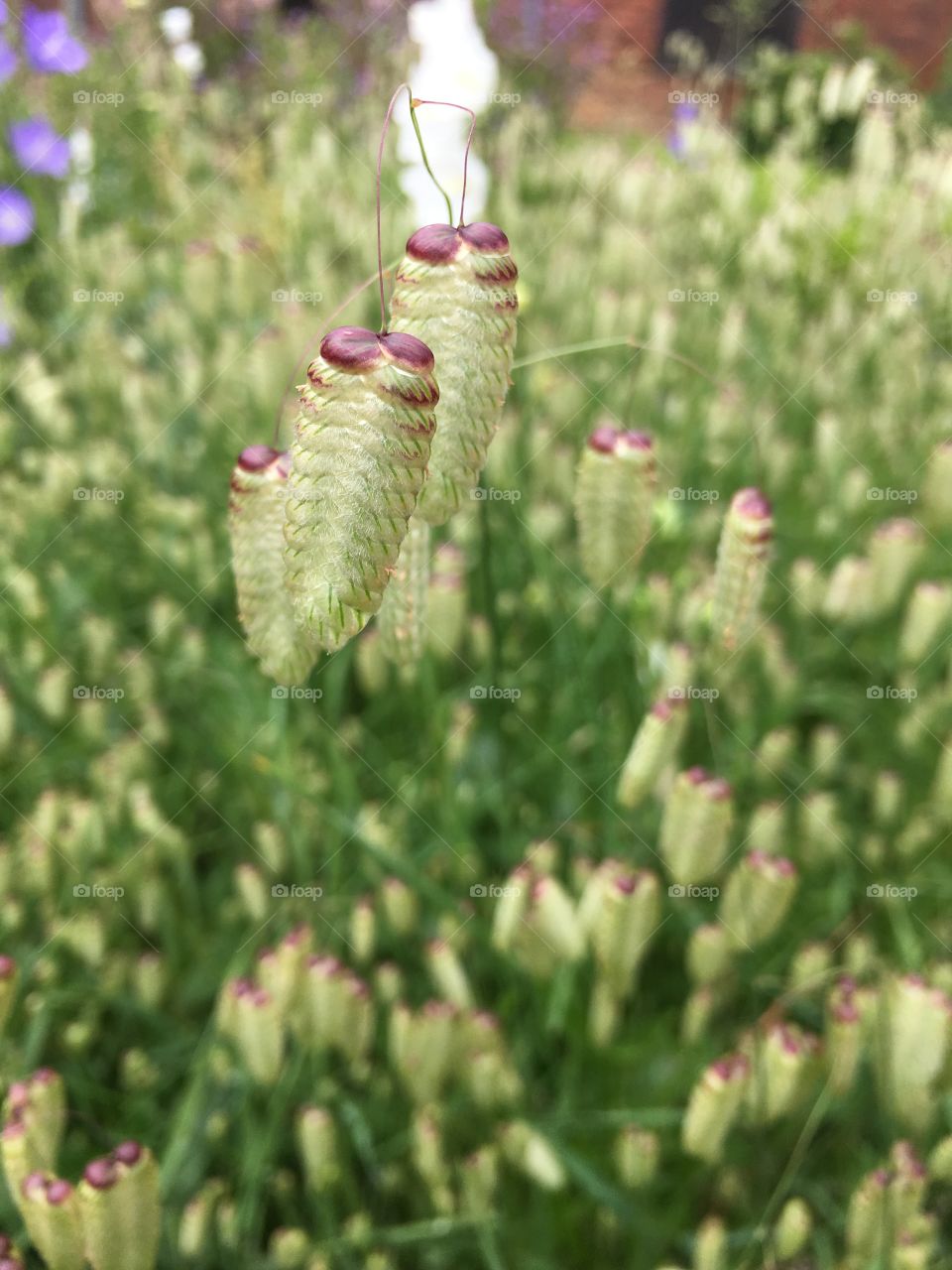 Close up view of the unusual Quakers grass in an English garden in summer