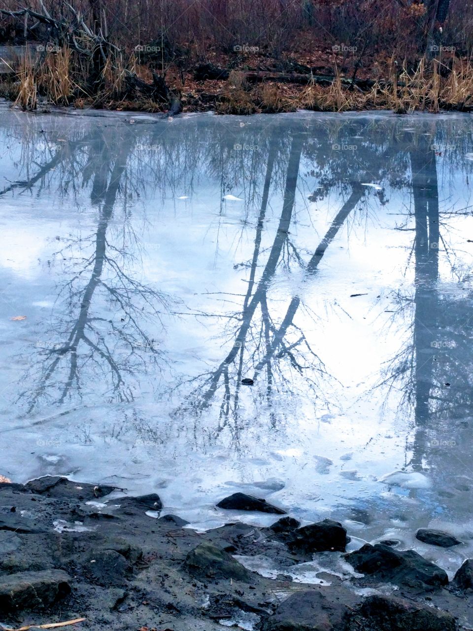 Winter trees mirrored in the pond