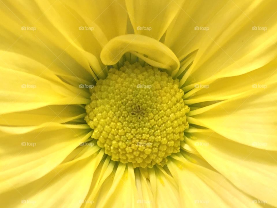 Yellow flower