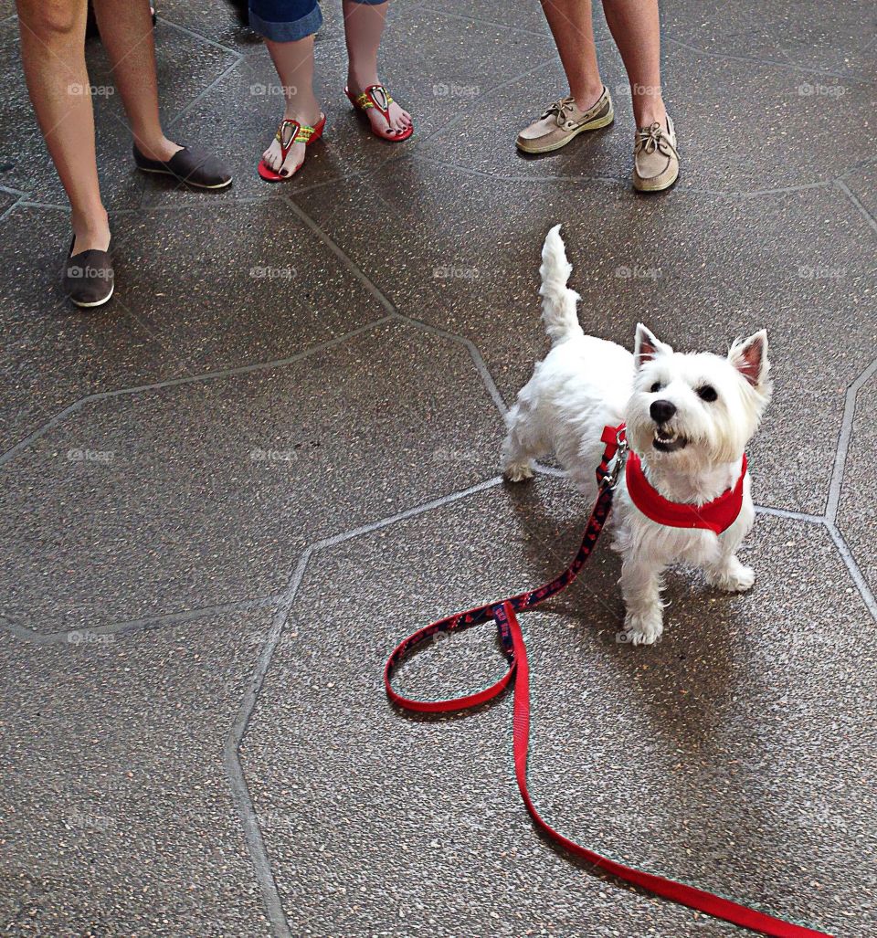 Smiling dogs
