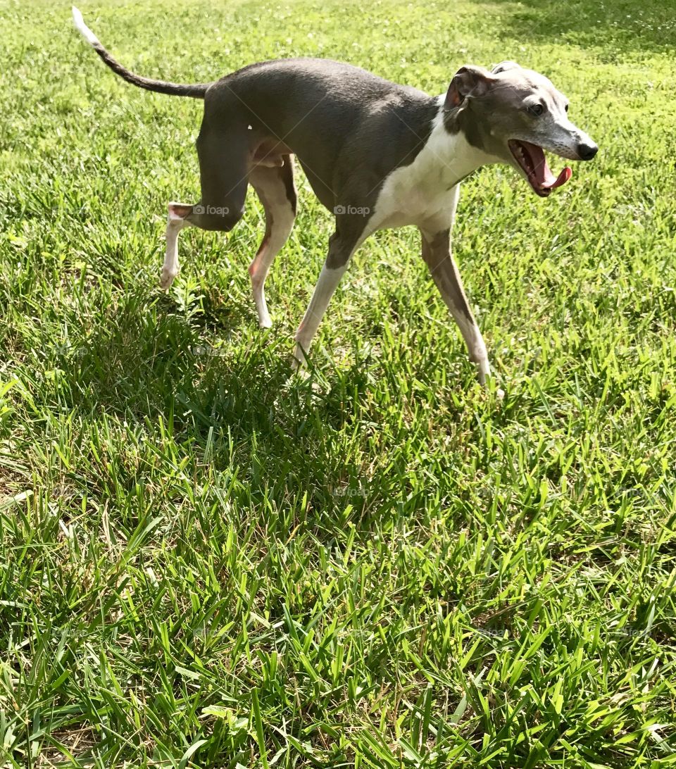 Italian Greyhound in Summer