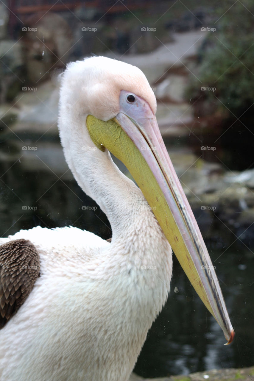 African Pelican