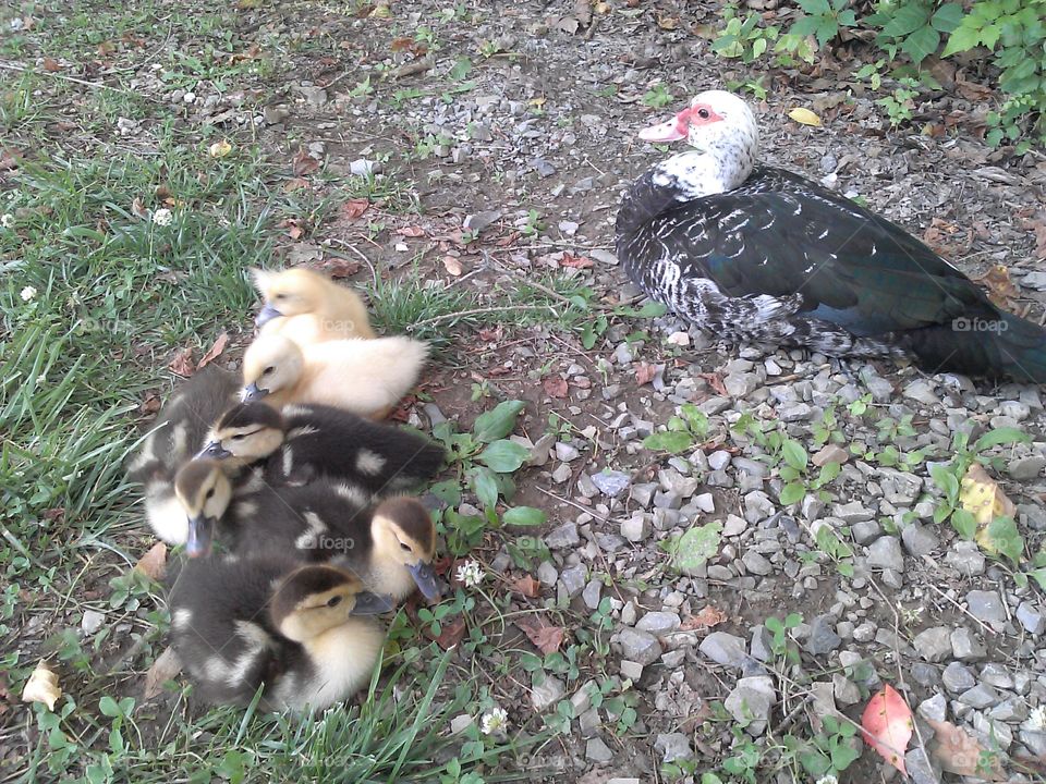 Ducks in a Row. Wild ducks in TN mountains.