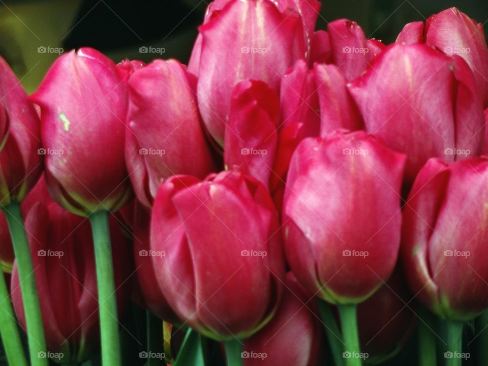 Tulips