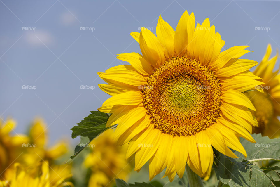 Beautiful perfect sunflower at the field in summer. Magical outside.