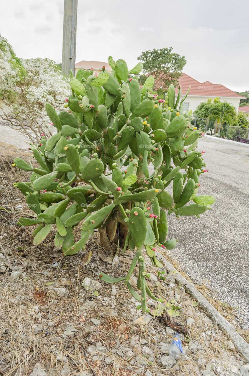 Roadside Cactus With Tuna