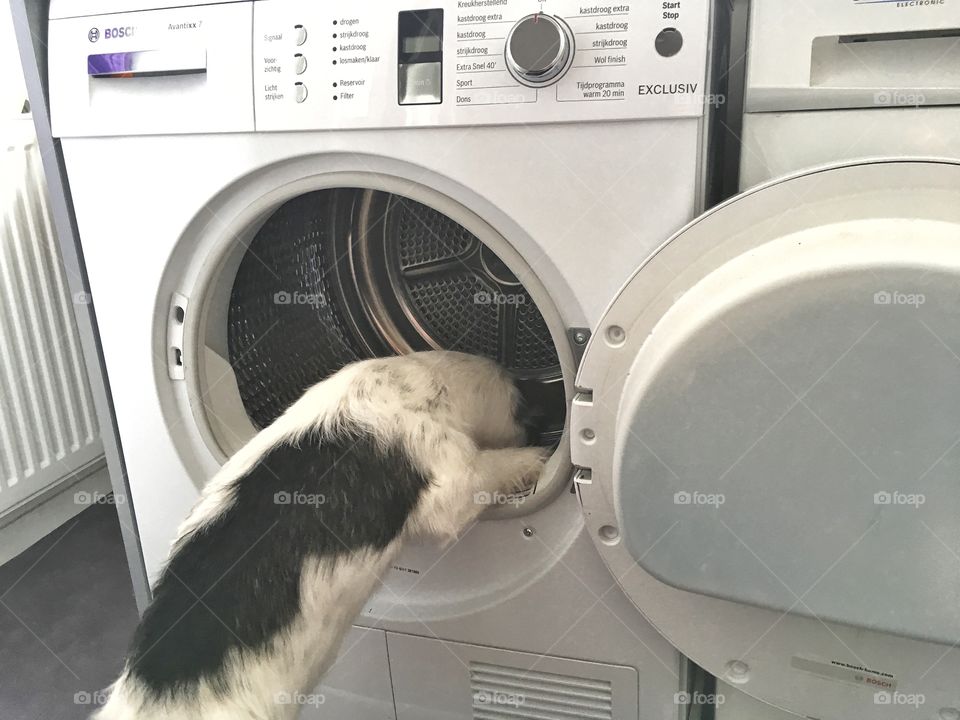 Dog looking into the dryer