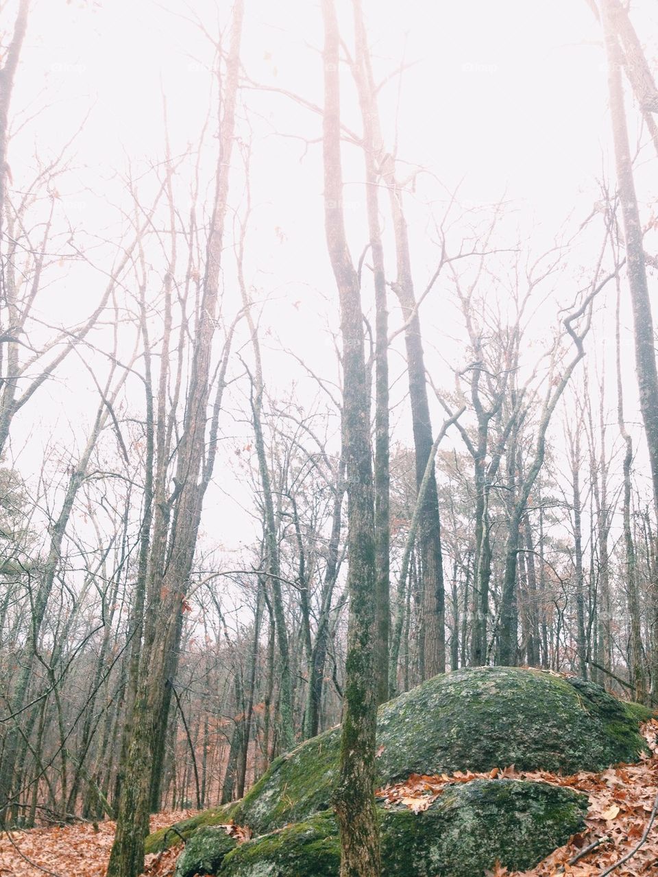 Hiking Through the Mist