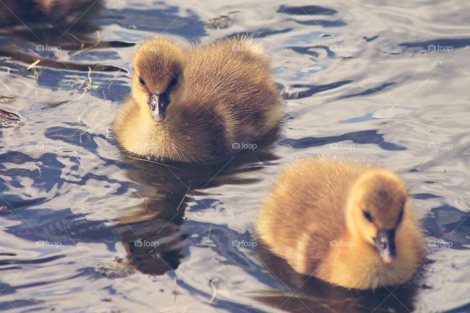 Two little ducks