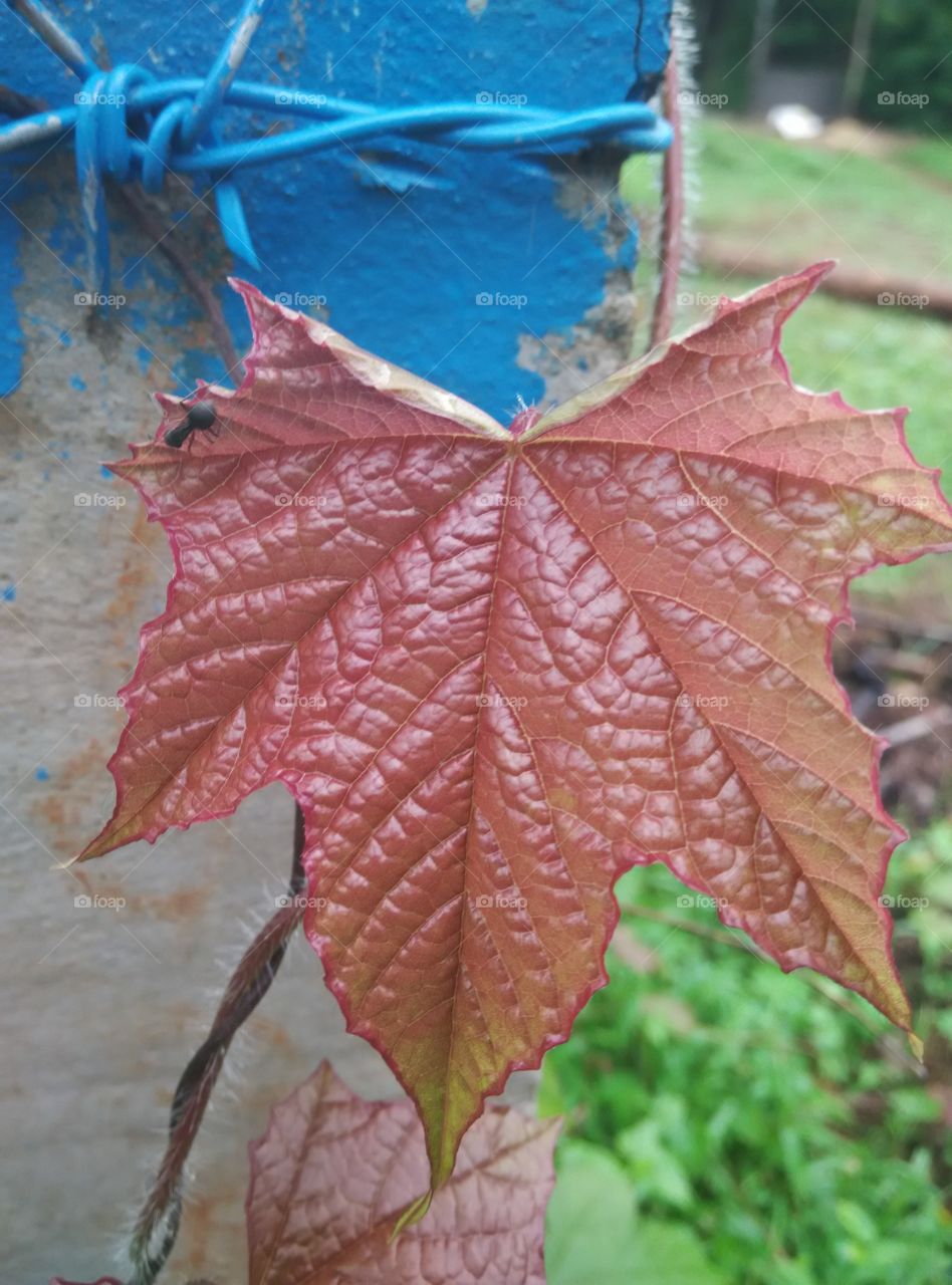 Leaf