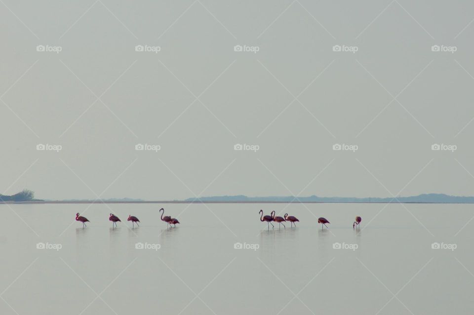 Flamingos at Rio Lagartos, Yucatan, Mexico 