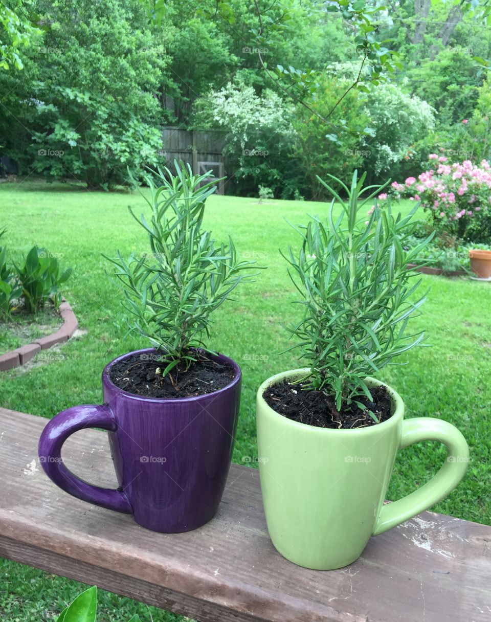 Rosemary Herb in Purple and Green Coffee Mug Planter