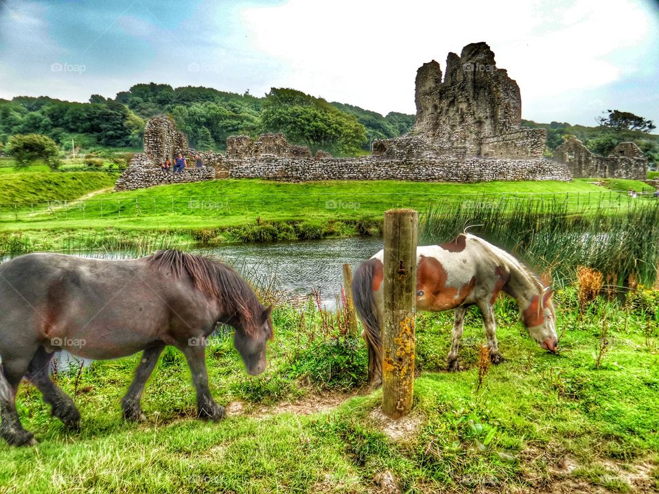 Farm, Mammal, Cavalry, Grass, Hayfield