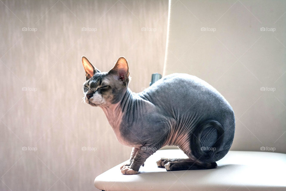 Grey sphinx cat