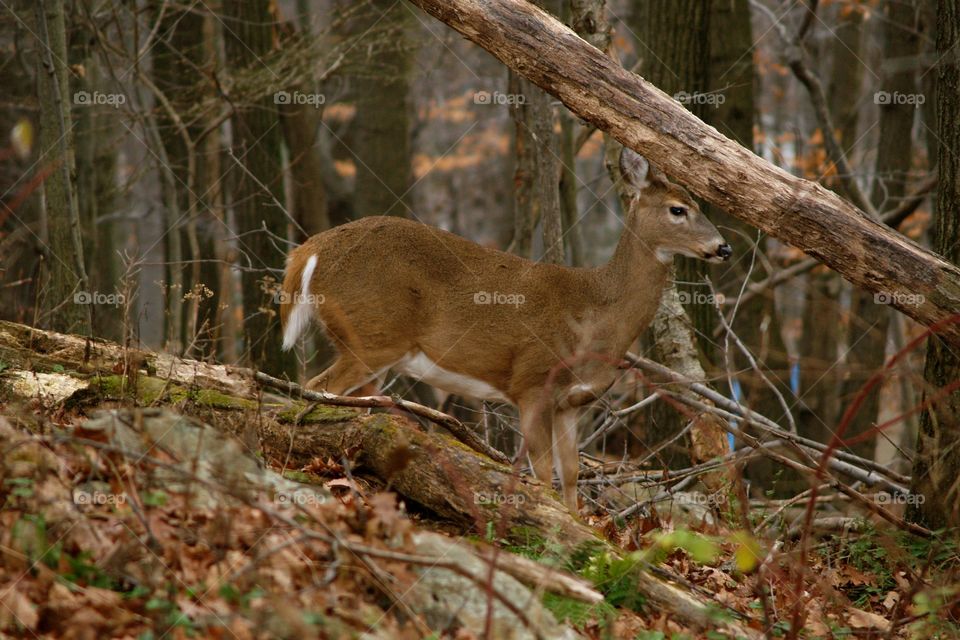 Deer in Forest Succasunna NJ