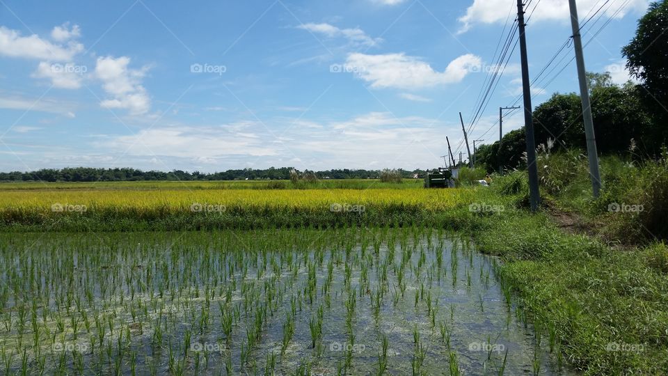 rice plant