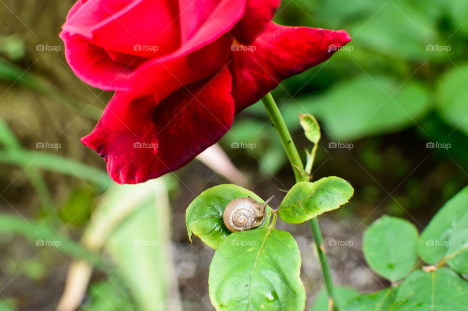Cute garden snail using a red rose as his umbrella in the garden on a rainy day abstract beauty in nature and gardening art photography card poster or background