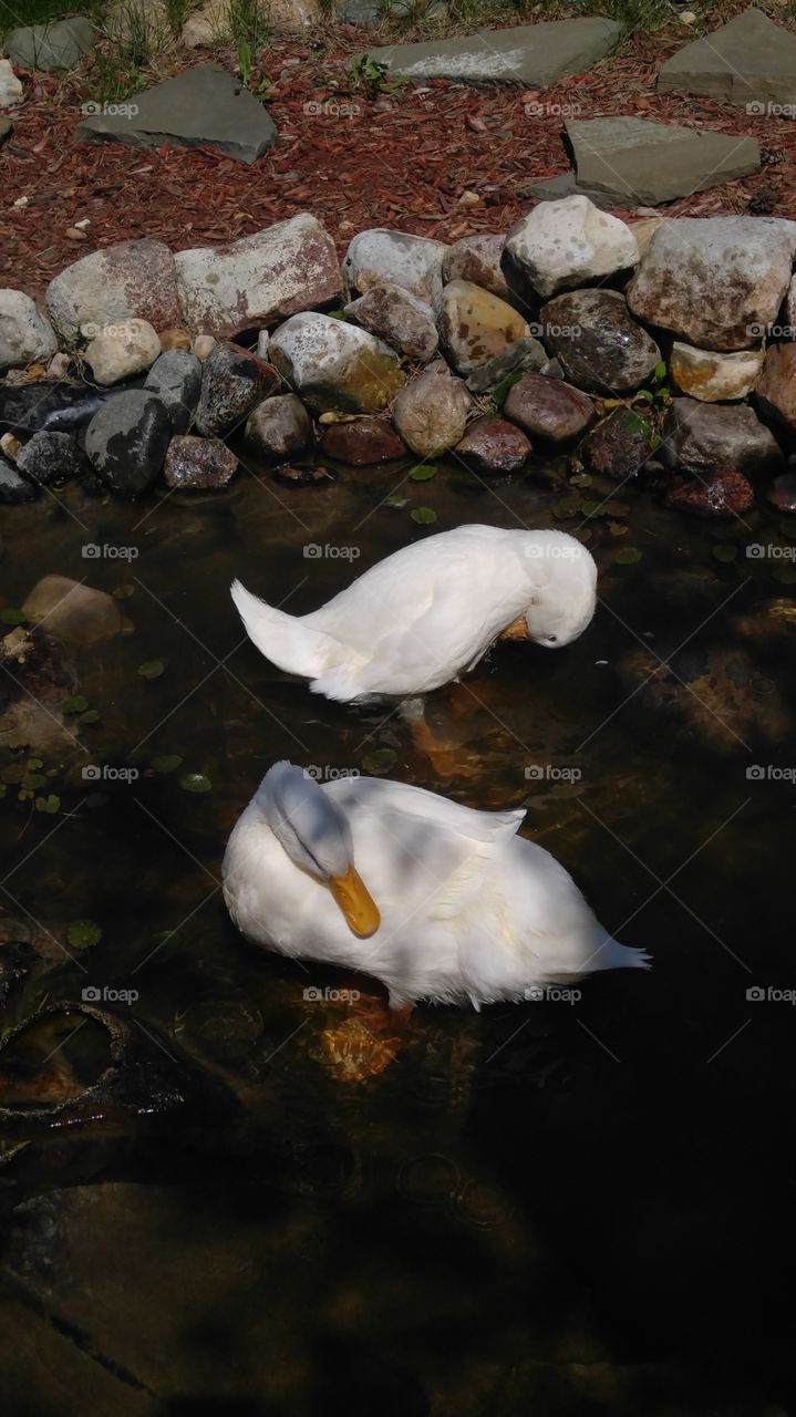 ducks bathing