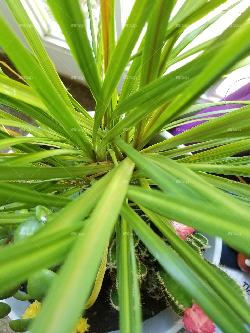 Dracaena Long Indoor Spike Grass Aerial View Close up