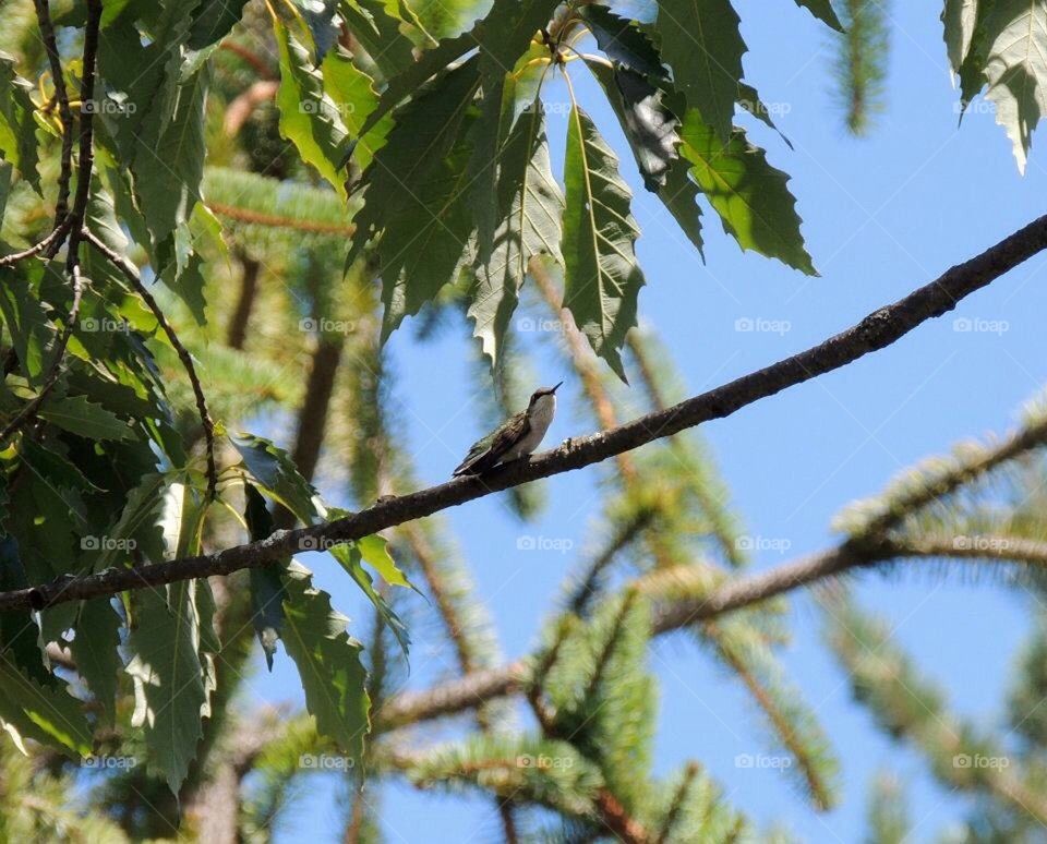 Tiny Hummingbird