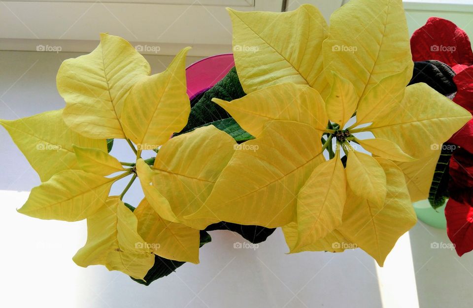 yellow flowers house plants on a window