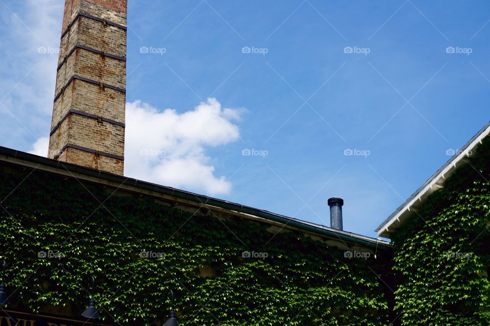 Buildings. Chimney and Ivy