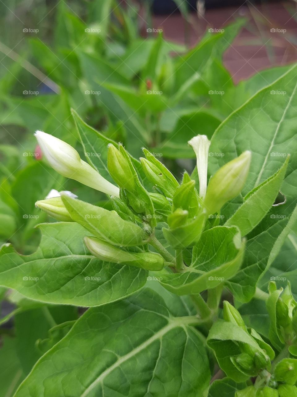 buds of mirabelka jalapa