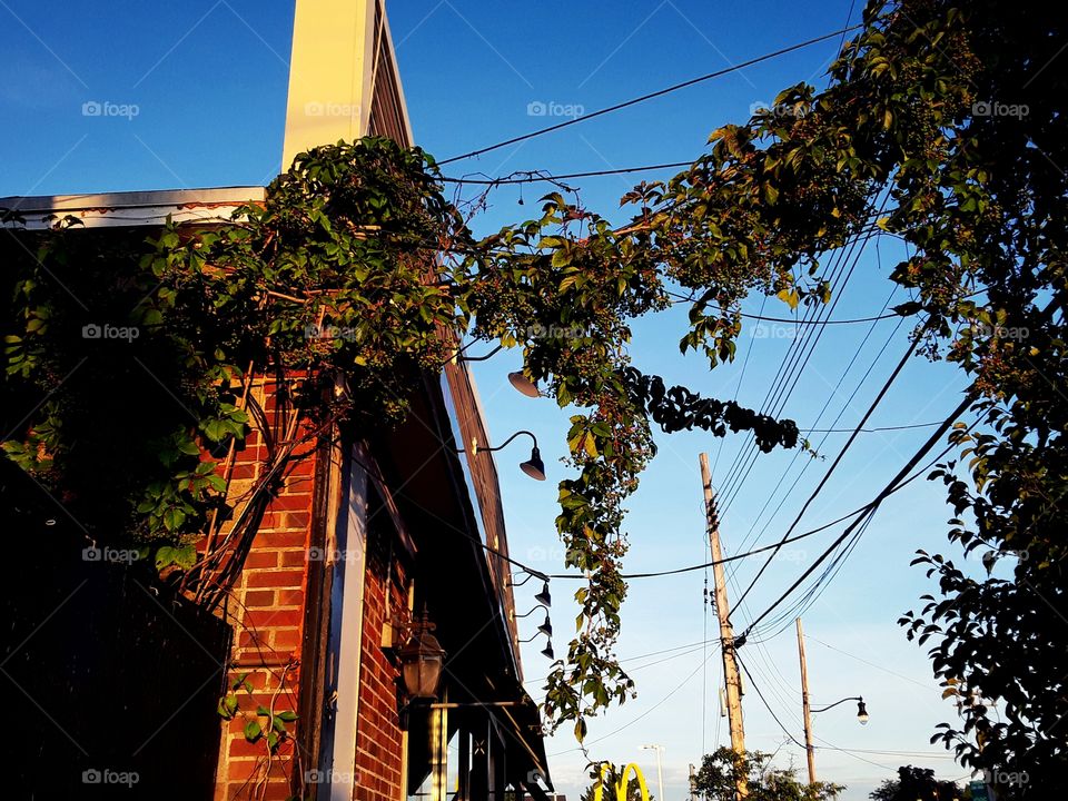 Vines covering a utility wire from a brick building