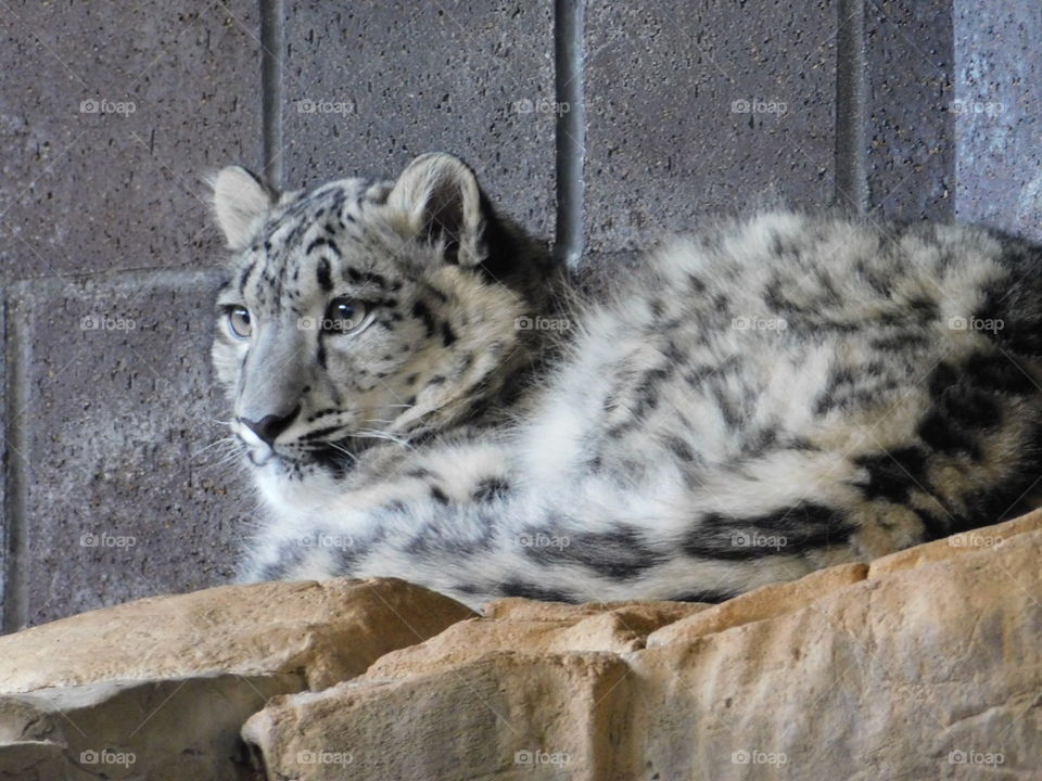 Snow leopard watching