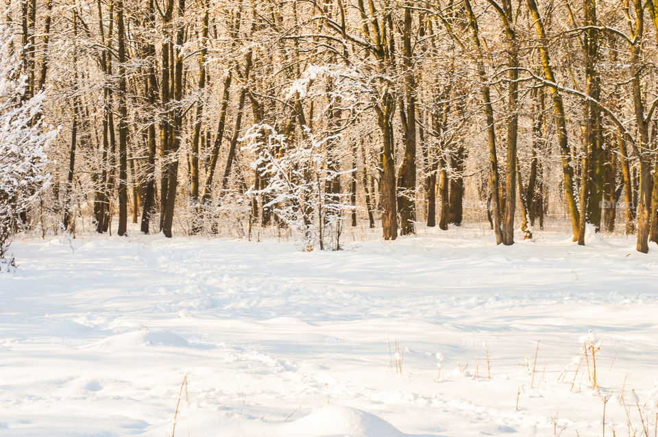 Bare trees in winter