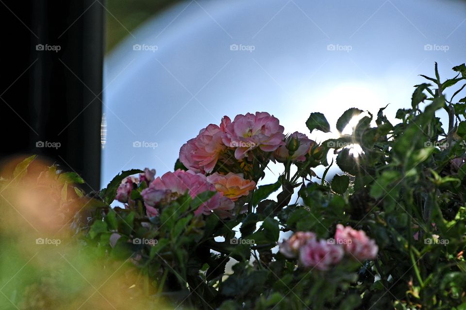 Rose's in front of sphere