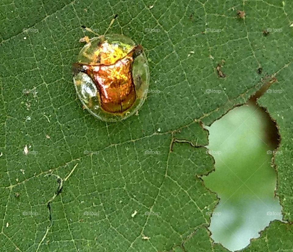 My favorite moment: happy to find a rare insect "Aspidomorpha furcate" on the table in a restaurant, after took photos, I put it on the leaf and released it.