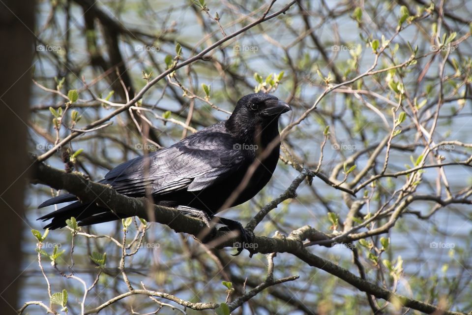 crow on a branch