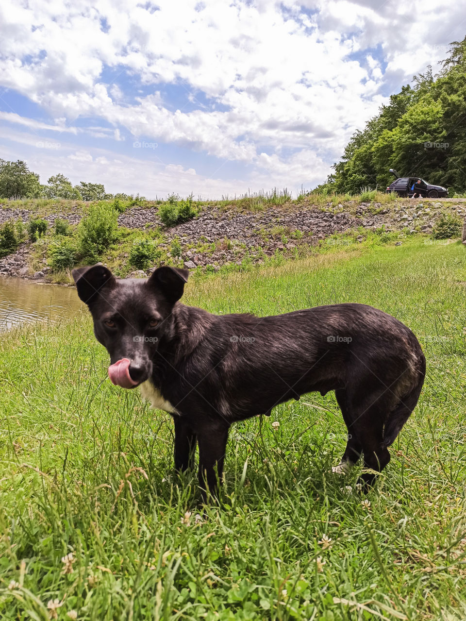 black dog in green grass in meadow. stray dog with tongue