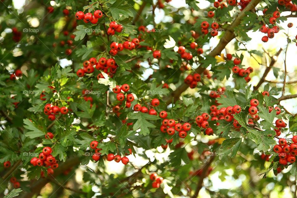 Red viburnum tree