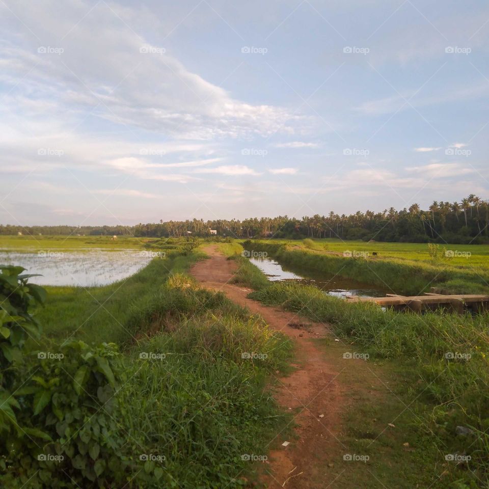 scenery of greenery!