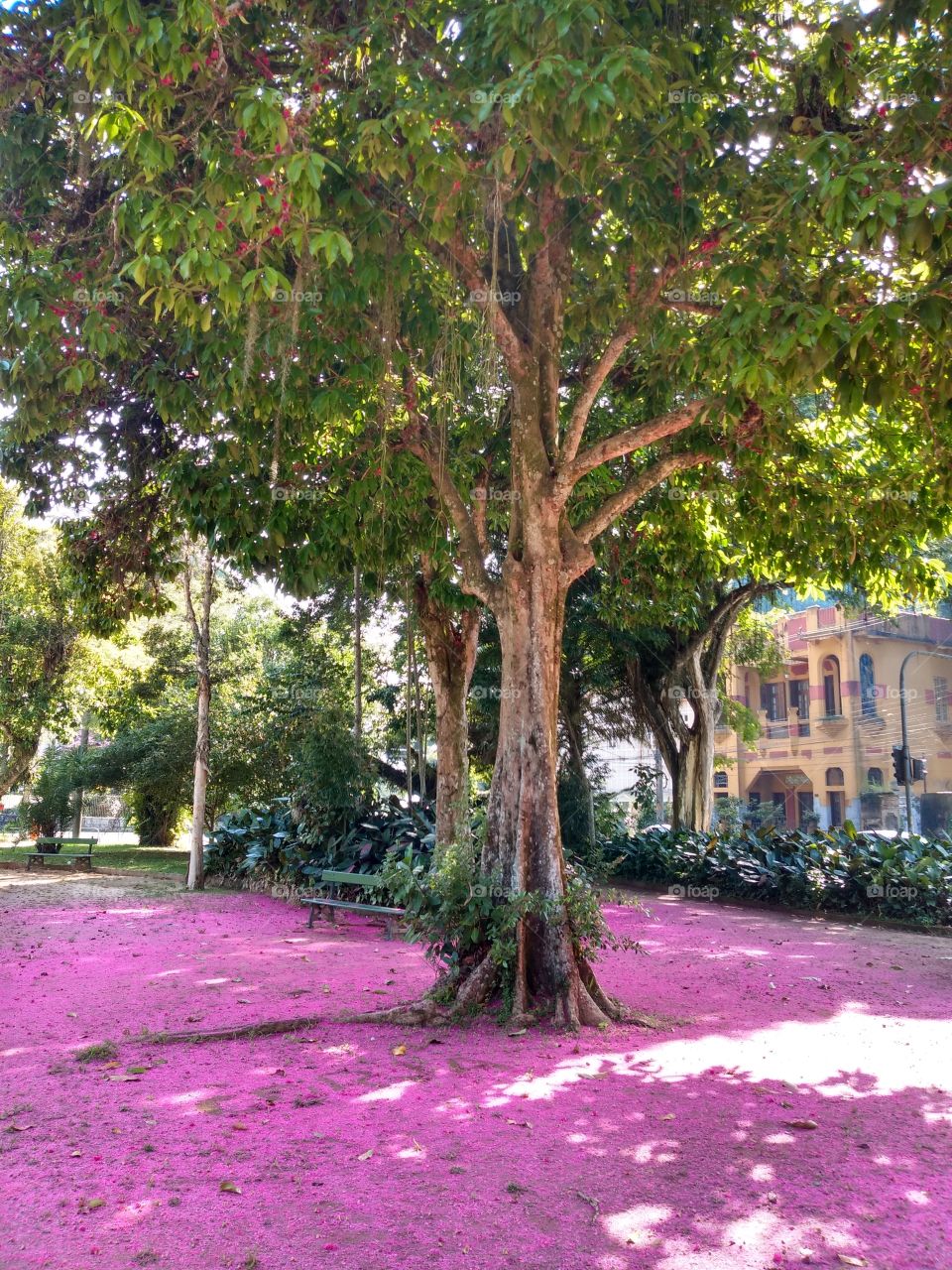And the floor turned pink. Square in Alto da Boa Vista - Floresta da Tijuca - Rio de Janeiro.