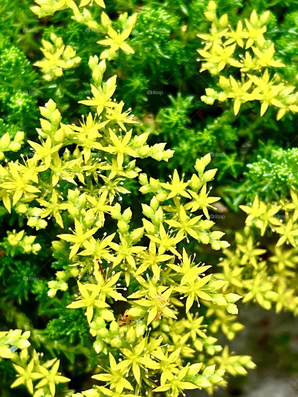 Incredibly beautiful sedum