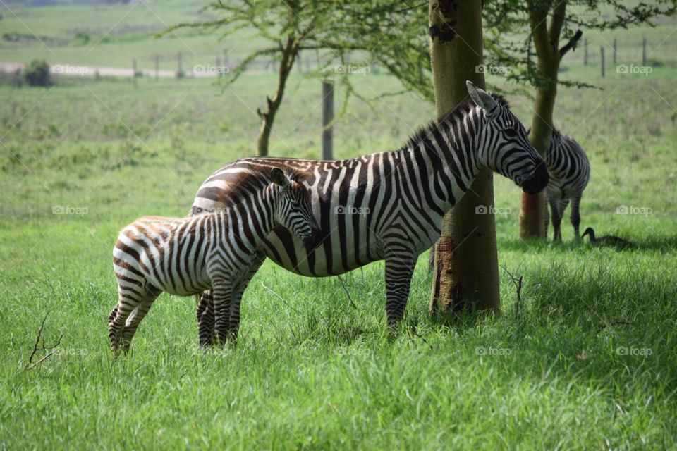 Zebra in Kenya South Africa Safari