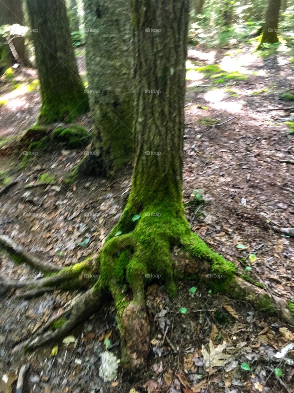 Mossy tree 