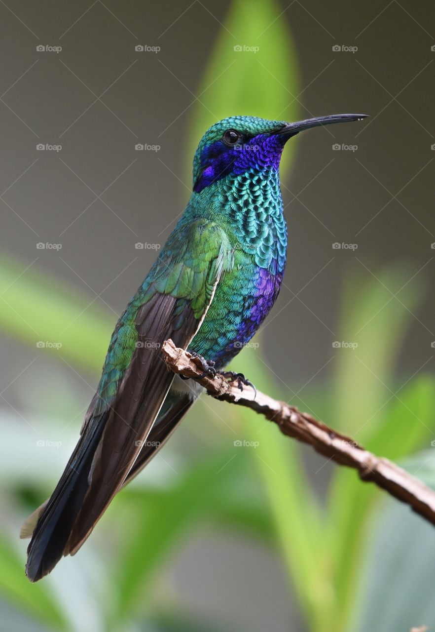 Beautiful and cute bird