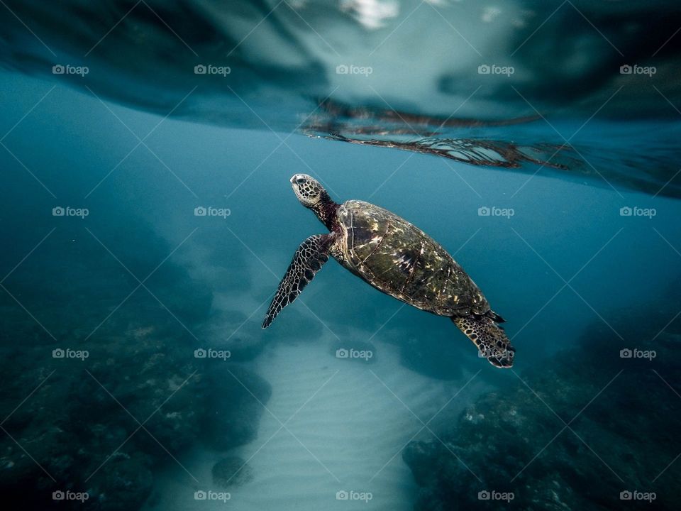 Underwater sea turtle 
