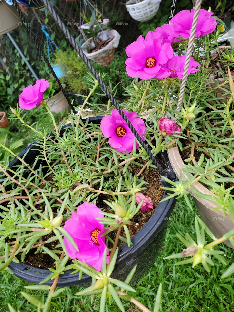 exotic giant dondiego