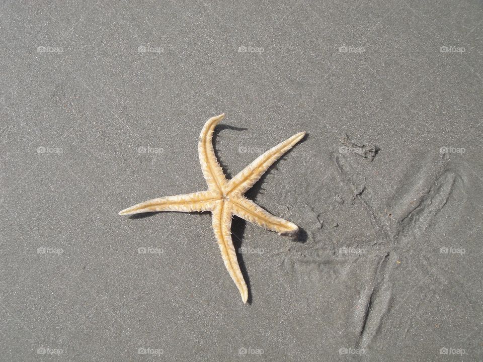 ~iKandiPhotography~ Star Fish 